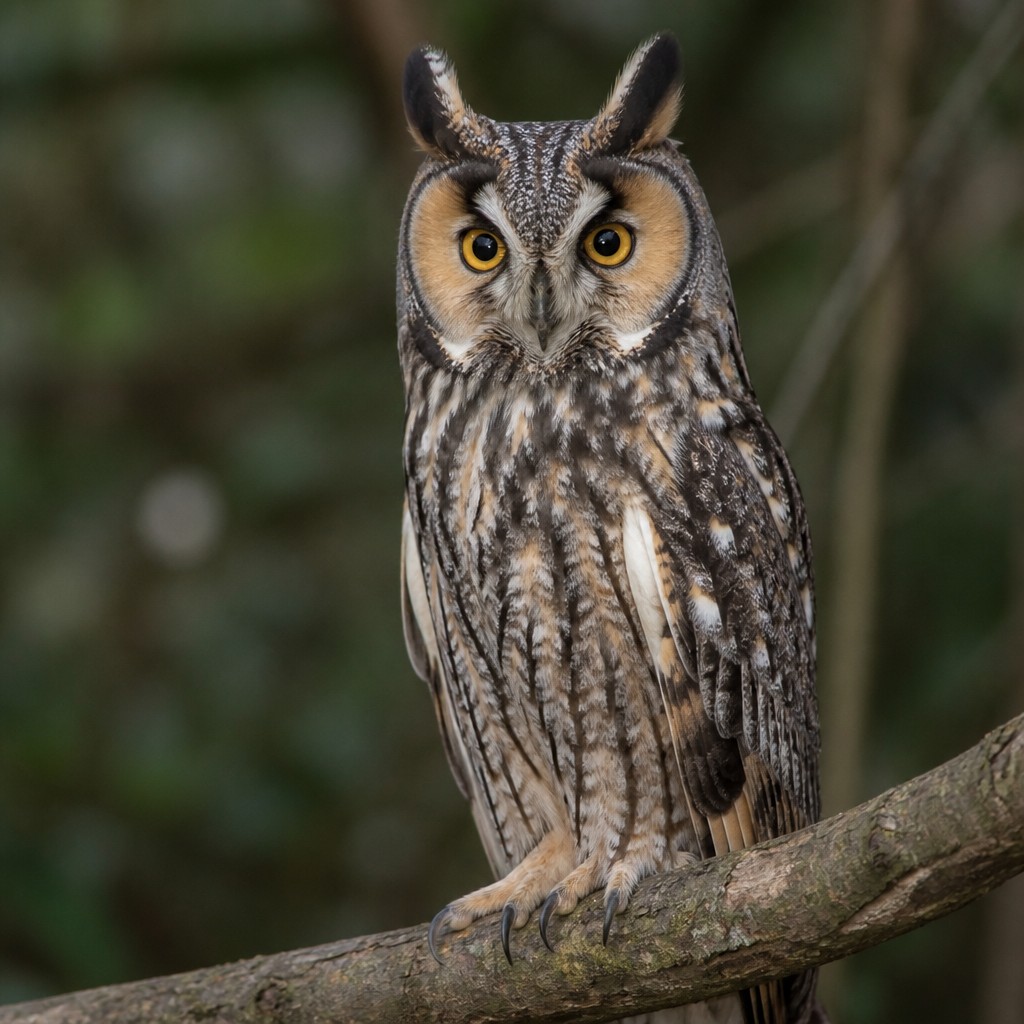 Long-eared Owl (Asio otus)