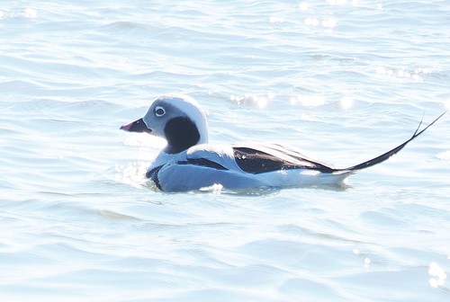 Long-tailed Duck