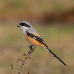 Long-tailed Shrike Identification Guide