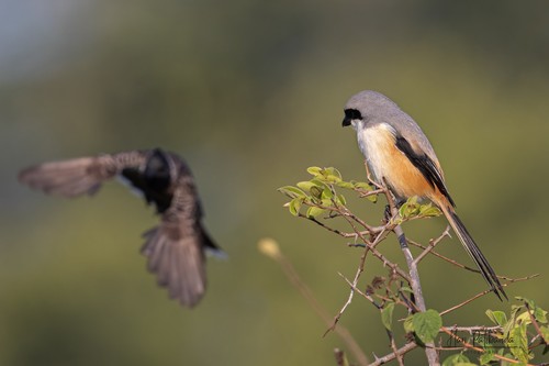 Long-tailed Shrike