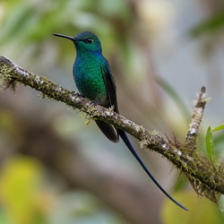 Long-tailed Sylph Identification Guide