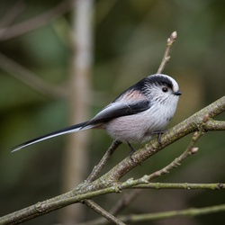Long-tailed Tit Identification Guide