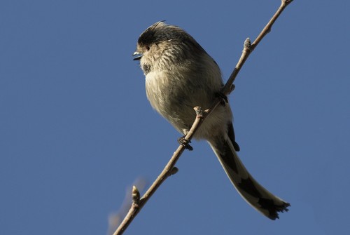 Long-tailed Tit