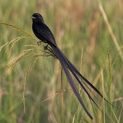 Long-tailed Widowbird Identification Guide