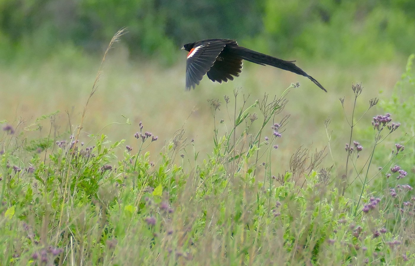 Long-tailed Widowbird (Euplectes progne)