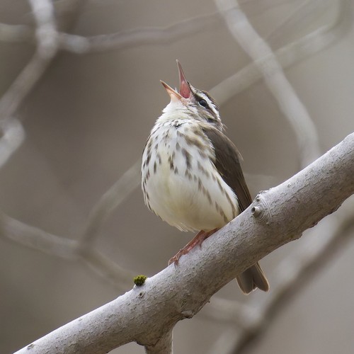 Louisiana Waterthrush