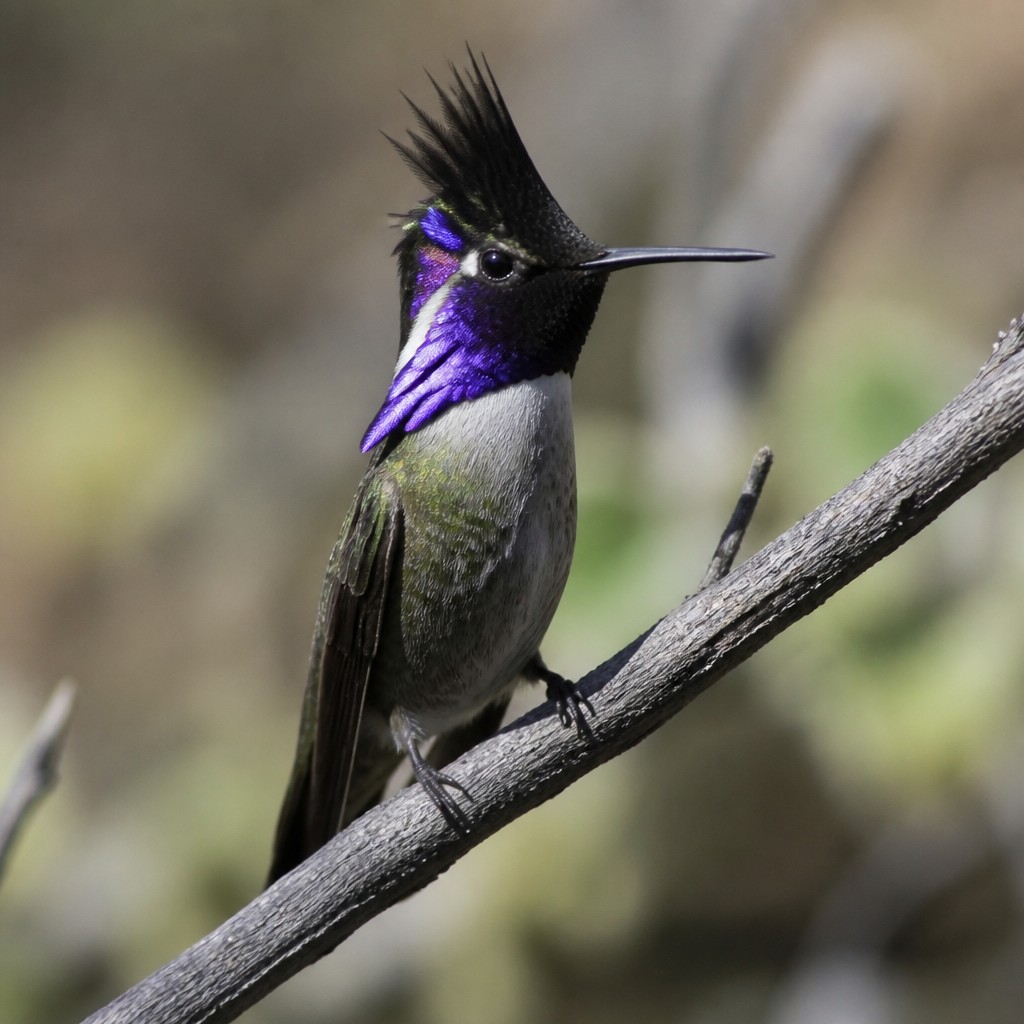 Lucifer Hummingbird