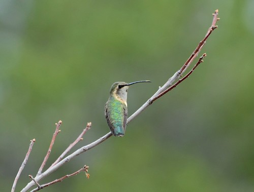 Lucifer Hummingbird