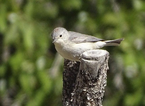 Lucy's Warbler