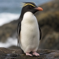 Macaroni Penguin Identification Guide