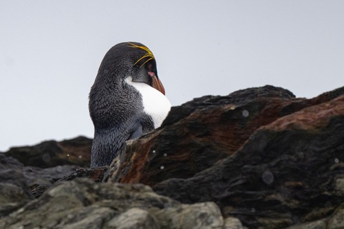 Macaroni Penguin