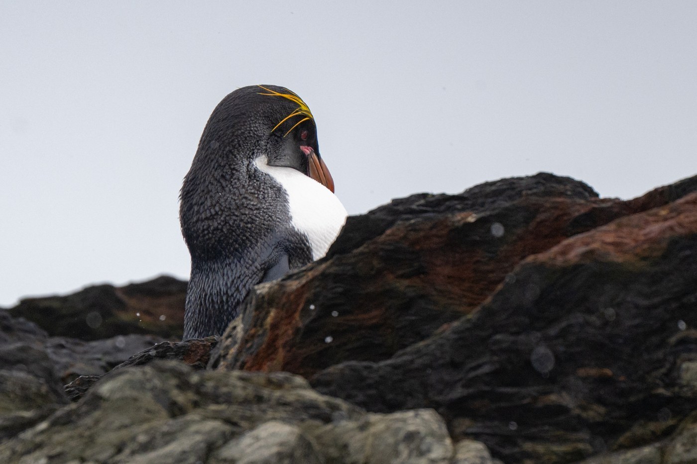 Macaroni Penguin (Eudyptes chrysolophus)