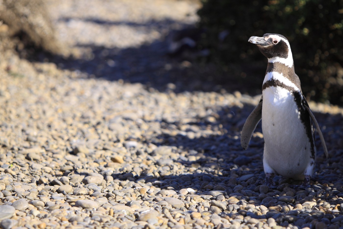 Magellanic Penguin (Spheniscus magellanicus)