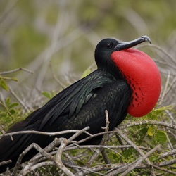 Magnificent Frigatebird Identification Guide