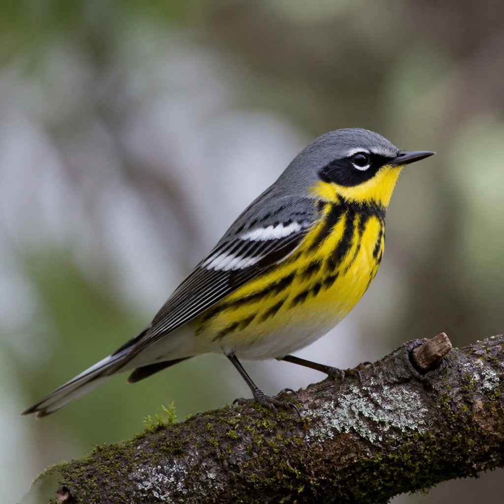 Magnolia Warbler (Setophaga magnolia)