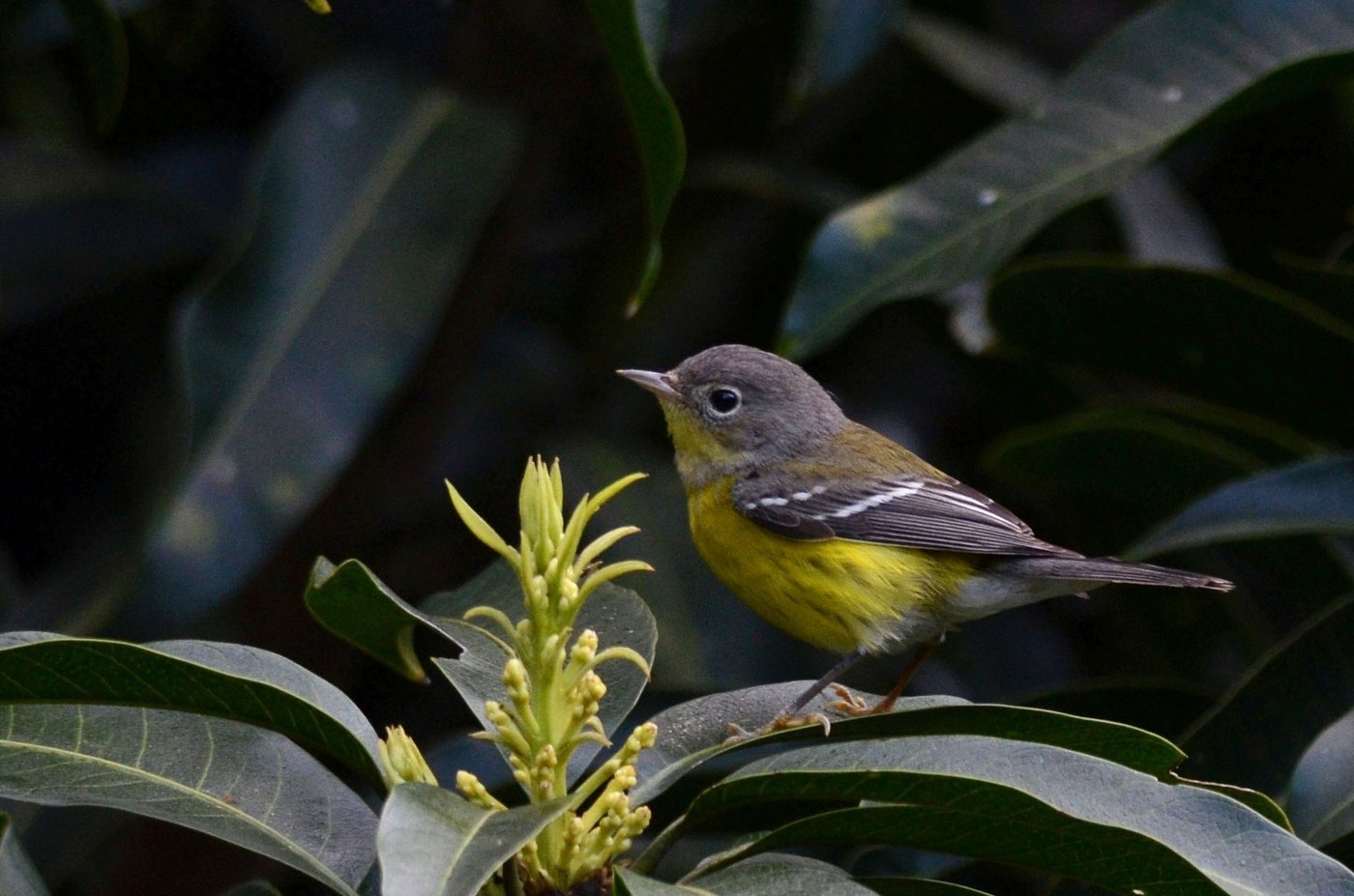 Magnolia Warbler (Setophaga magnolia)