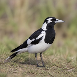 Magpie-lark Identification Guide