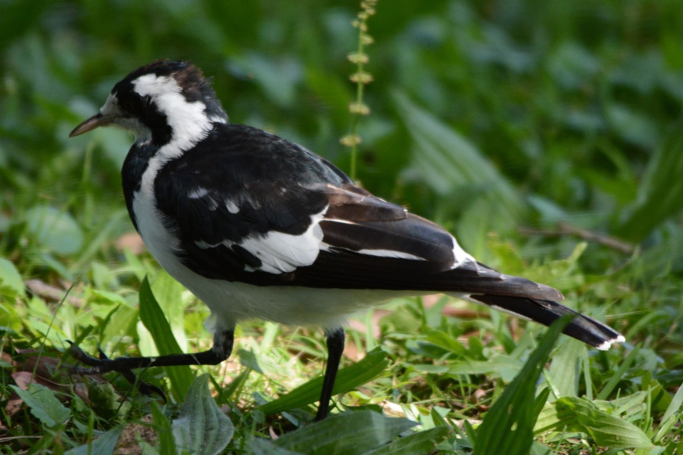 Magpie-lark (Grallina cyanoleuca)