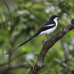 Magpie Tanager Identification Guide