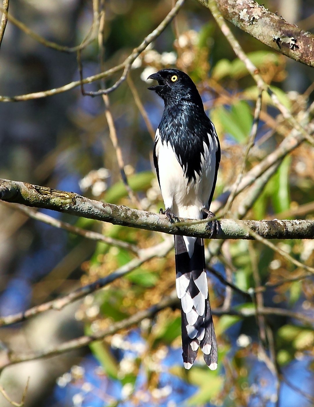 Magpie Tanager (Cissopis leverianus)