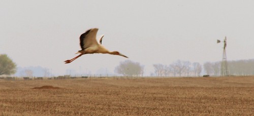 Maguari Stork