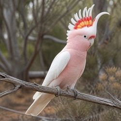 Major Mitchell's Cockatoo Identification Guide