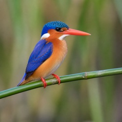 Malachite Kingfisher Identification Guide