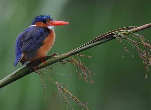 Malachite Kingfisher