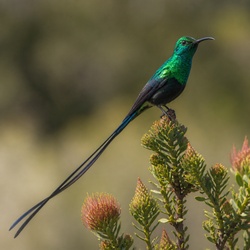 Malachite Sunbird Identification Guide
