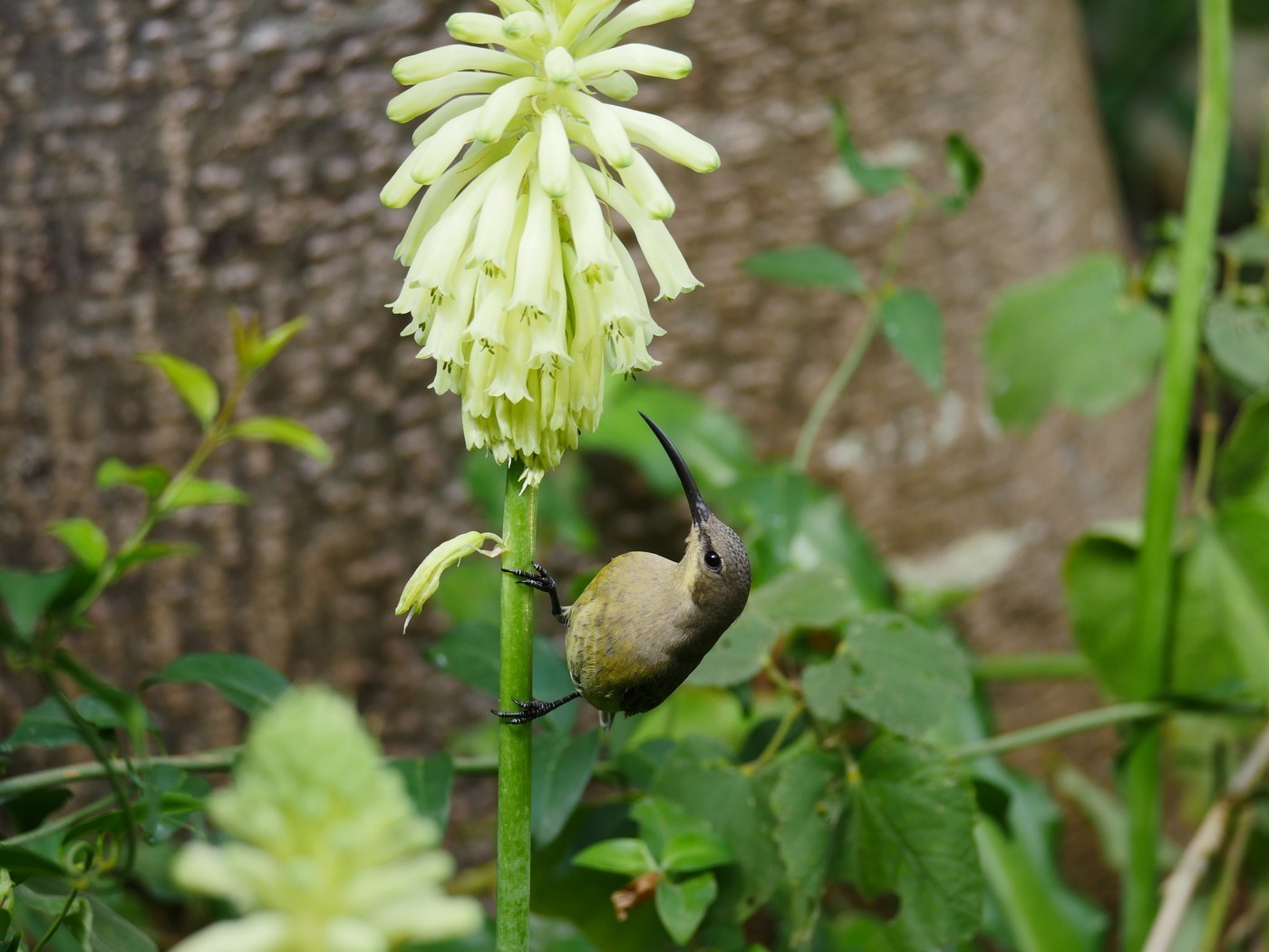 Malachite Sunbird (Cinnyris famosus)