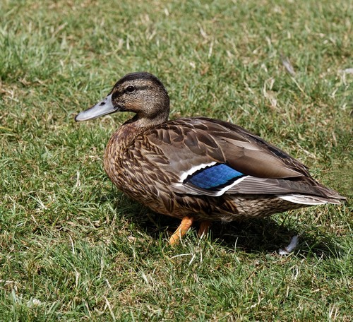 Mallard