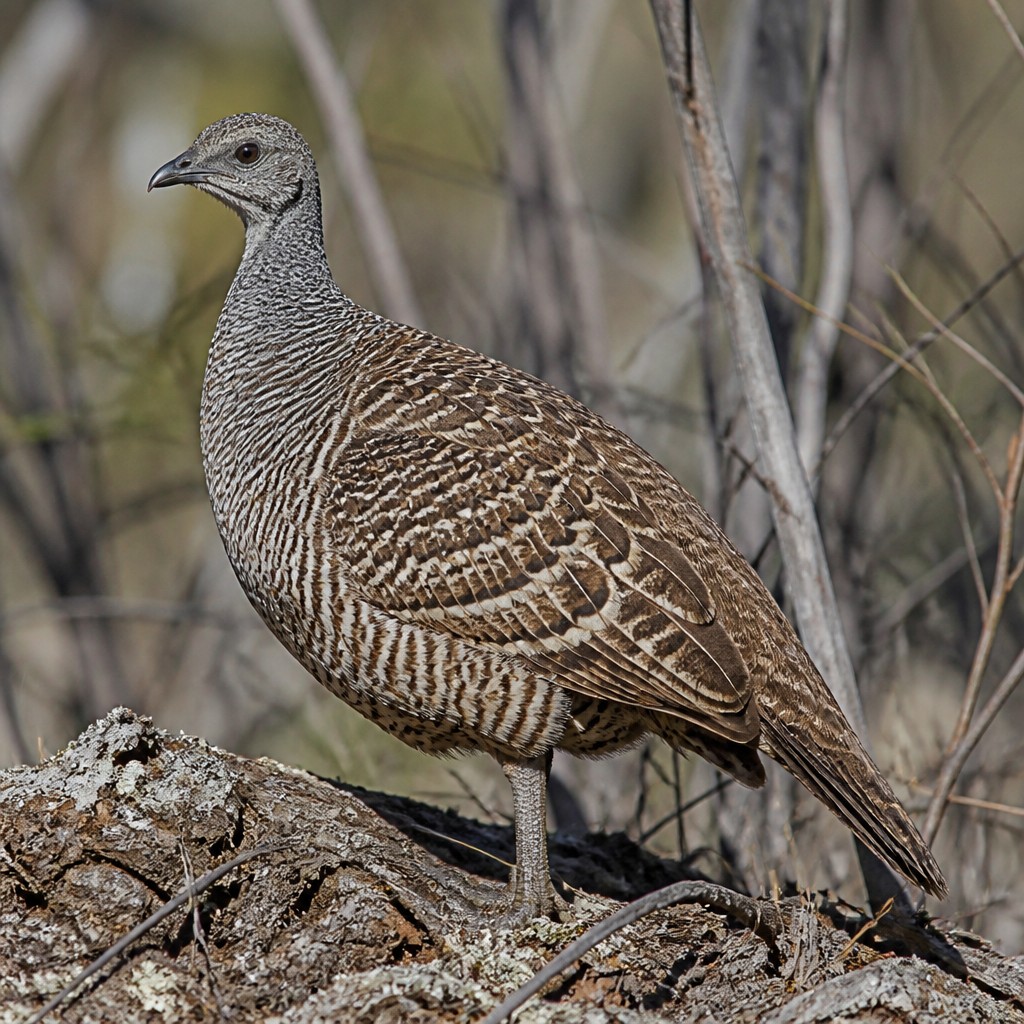 Malleefowl