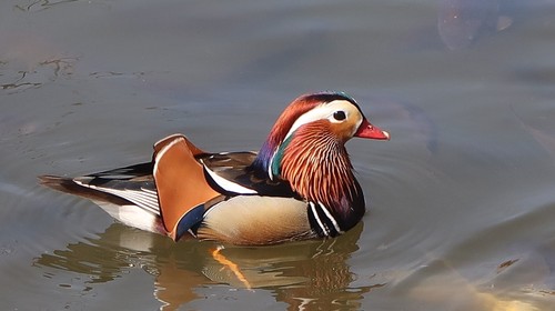 Mandarin Duck