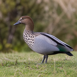 Maned Duck Identification Guide