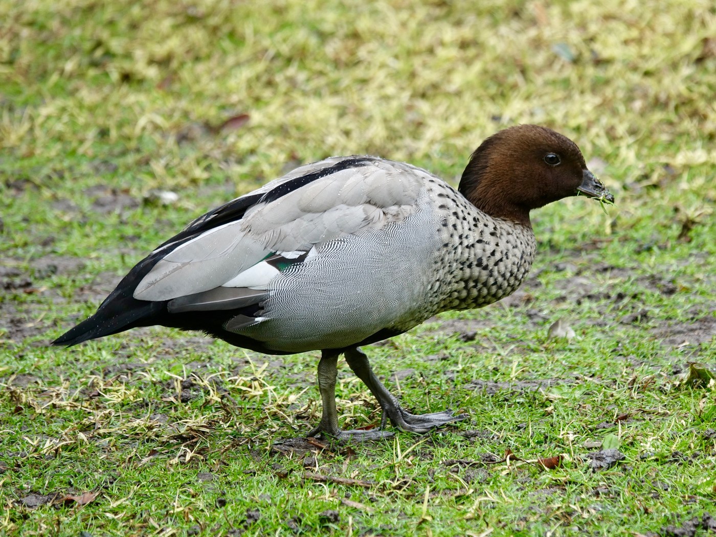 Maned Duck (Chenonetta jubata)