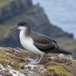 Manx Shearwater Identification Guide