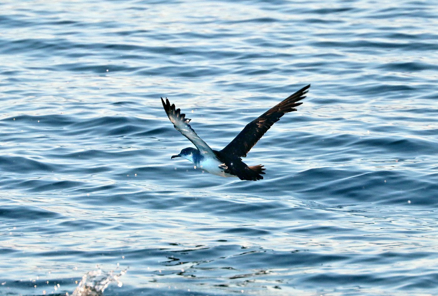 Manx Shearwater (Puffinus puffinus)