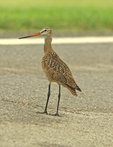Marbled Godwit