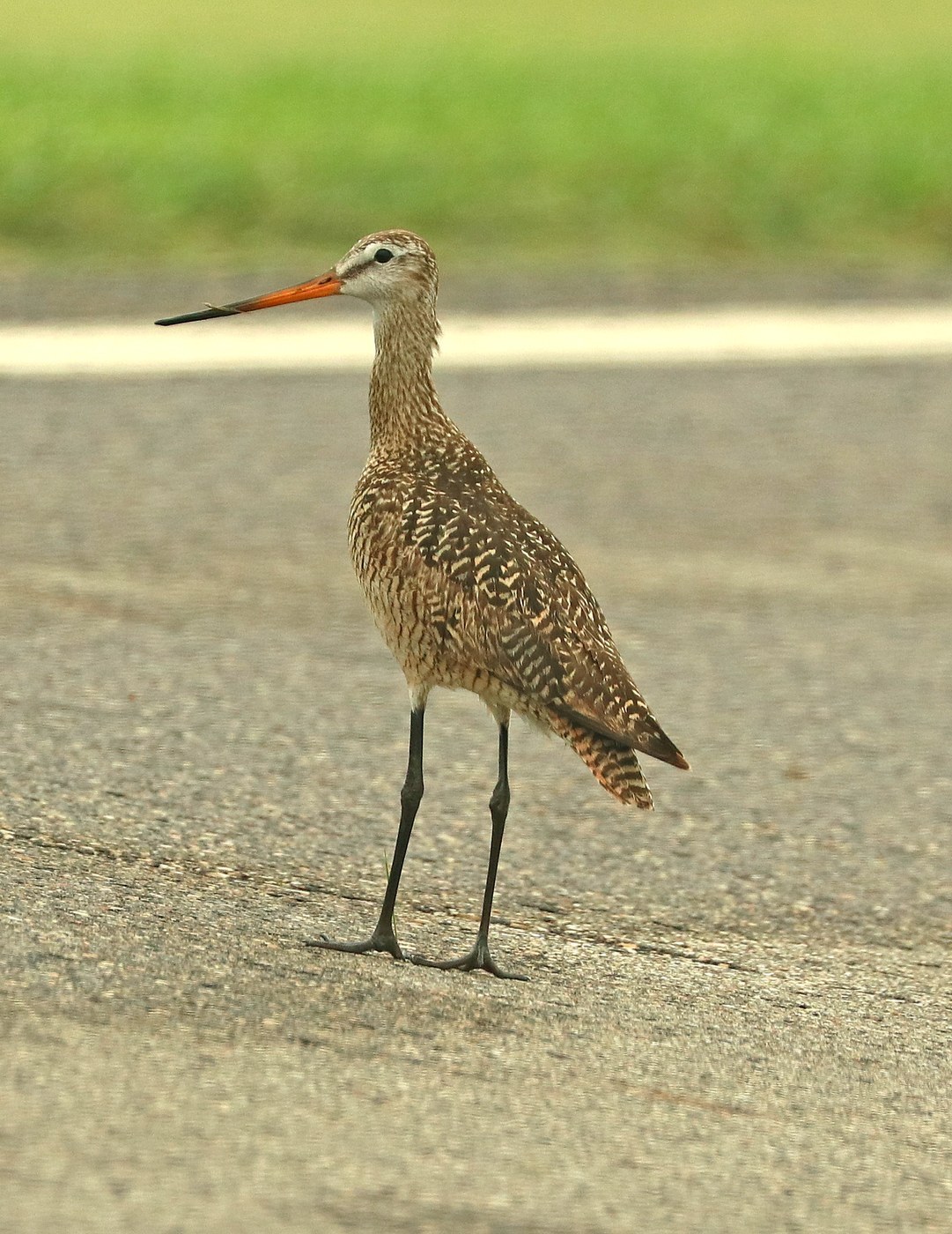 Marbled Godwit (Limosa fedoa)