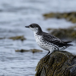 Marbled Murrelet Identification Guide