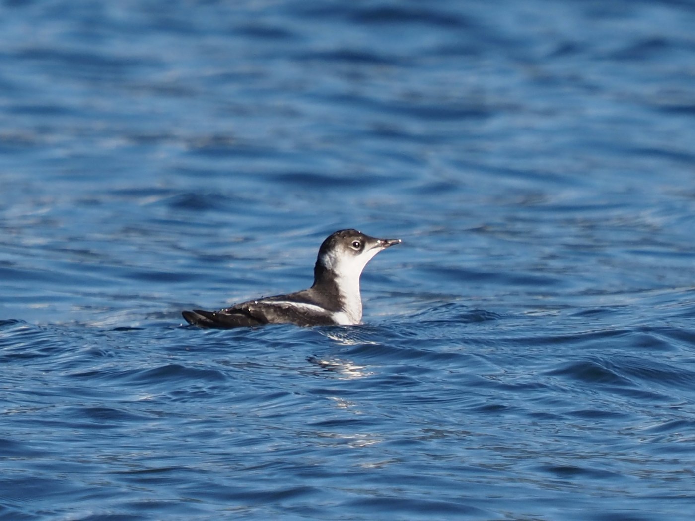Marbled Murrelet Identification Guide