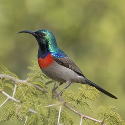 Marico Sunbird Identification Guide