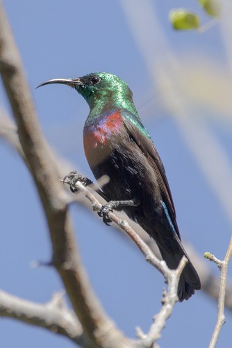 Marico Sunbird
