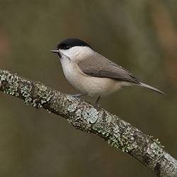 Marsh Tit Identification Guide
