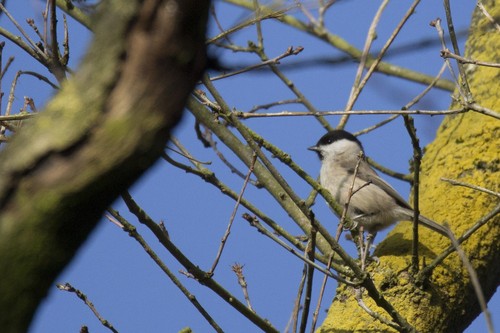 Marsh Tit