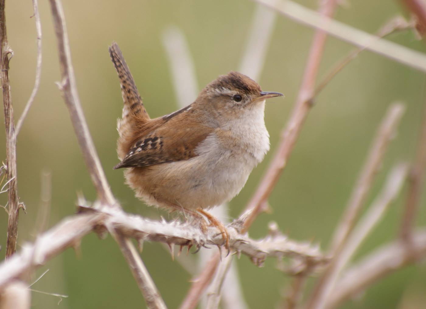 Marsh Wren (Cistothorus palustris)
