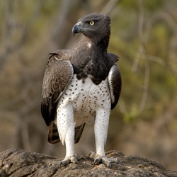 Martial Eagle Identification Guide