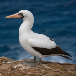 Masked Booby Identification Guide