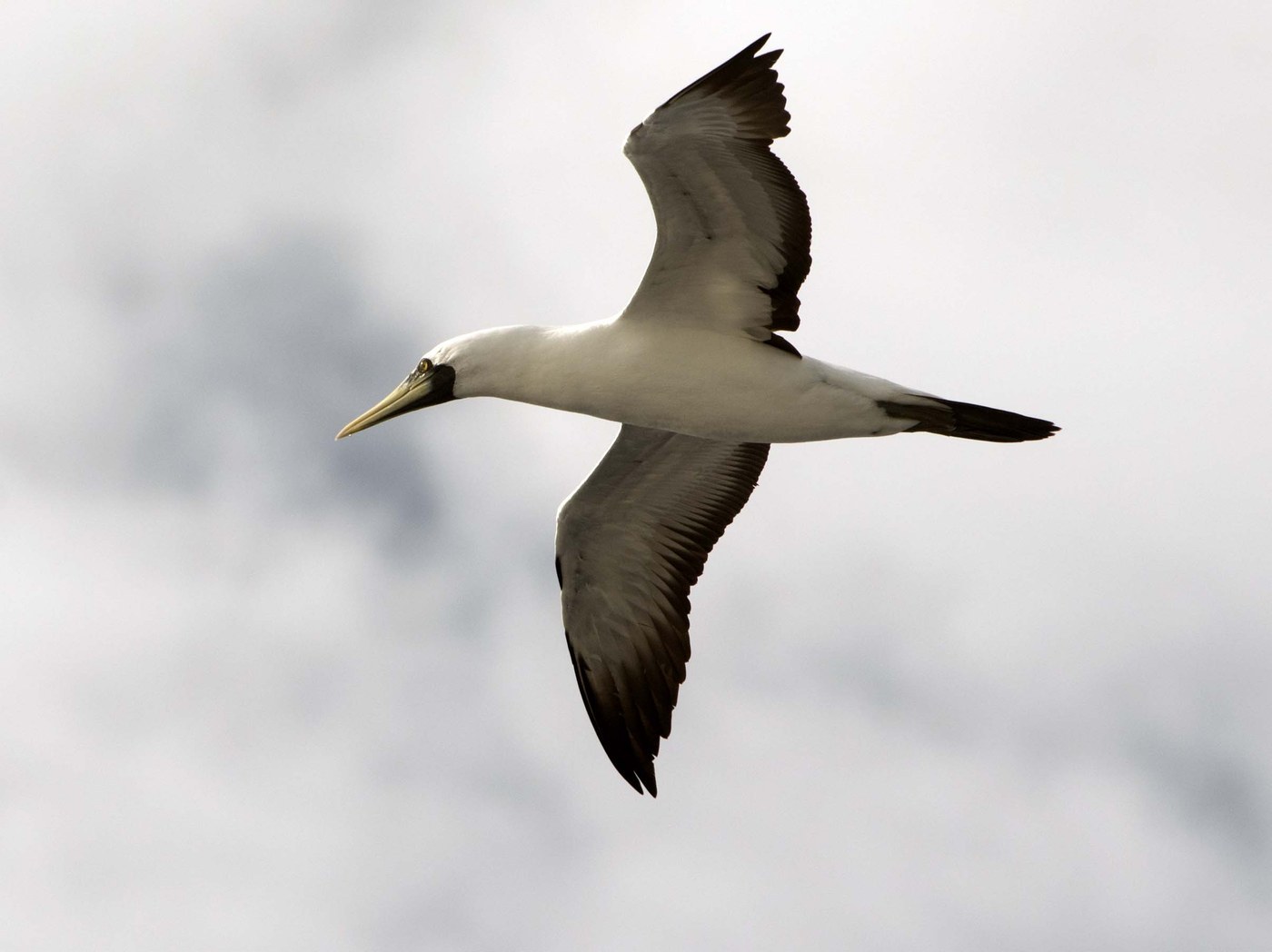 Masked Booby Identification Guide
