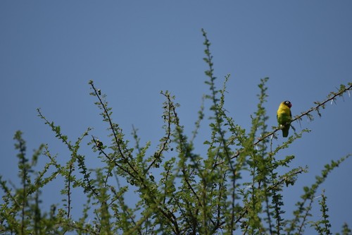 Masked Lovebird